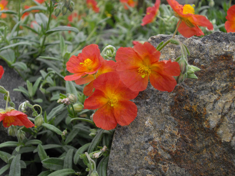Helianthemum 'Fire Dragon' en fleurs dans un jardin ensoleillé